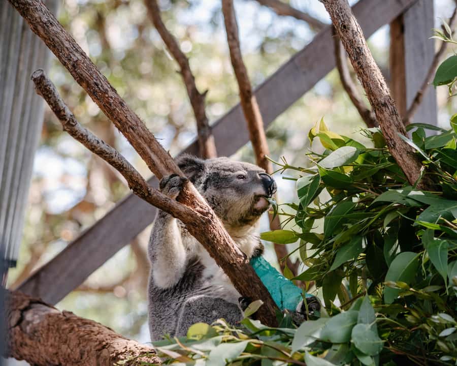 Port Stephens: Koala Sanctuary General Admission Ticket - Key Points Before You Go