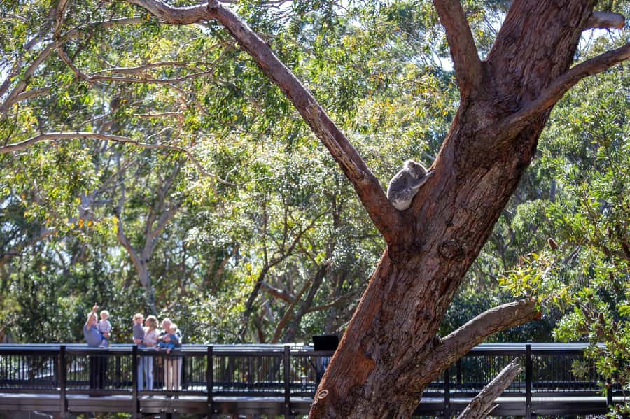 Port Stephens: Koala Sanctuary General Admission Ticket - What Your $19 Ticket Actually Covers
