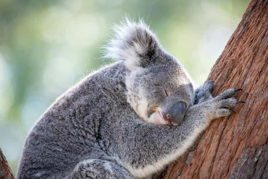 Port Stephens: Koala Sanctuary General Admission Ticket - Meeting Koalas in Their Bush Setting