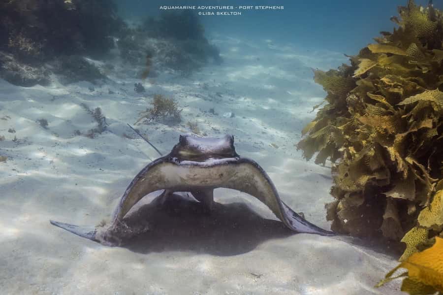 Port Stephens: Port Stephens Island Snorkel Adventure Cruise - A good choice for new snorkelers, with one firm condition