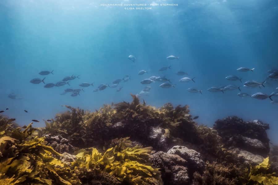 Port Stephens: Port Stephens Island Snorkel Adventure Cruise - Is $88 a fair price?