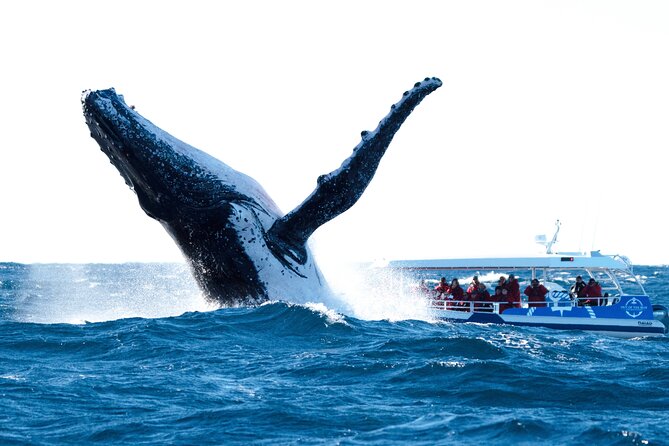 Premier Whale Watching Byron Bay - Key points at a glance