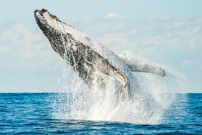 Premier Whale Watching Byron Bay - Why the Ballina departure matters