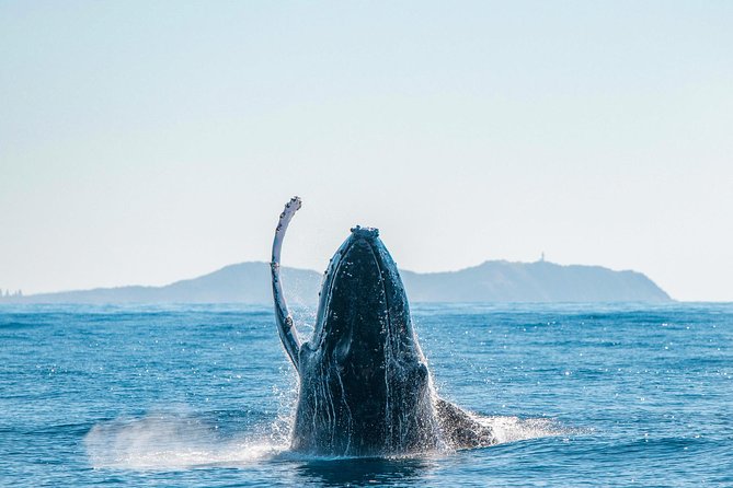 Premier Whale Watching Byron Bay - What the marine biologist adds