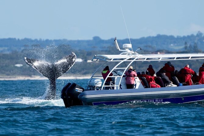 Premier Whale Watching Byron Bay - A small boat, a big view, and rough water