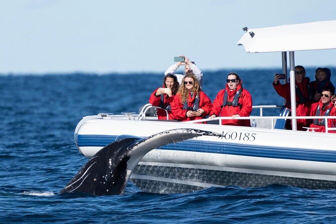 Premier Whale Watching Byron Bay - How long the experience really lasts