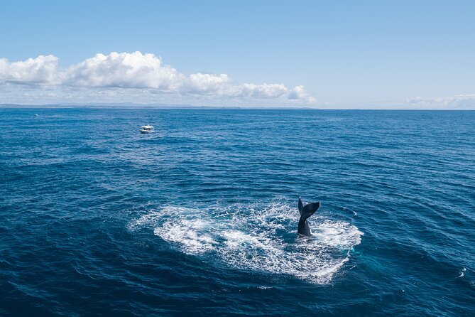 Premier Whale Watching Byron Bay - Is the $92.52 price good value?