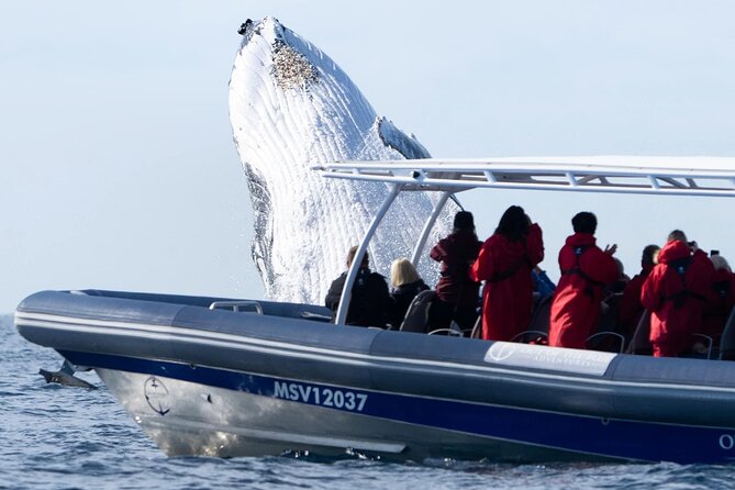 Premier Whale Watching Byron Bay - Who will enjoy this boat trip most?