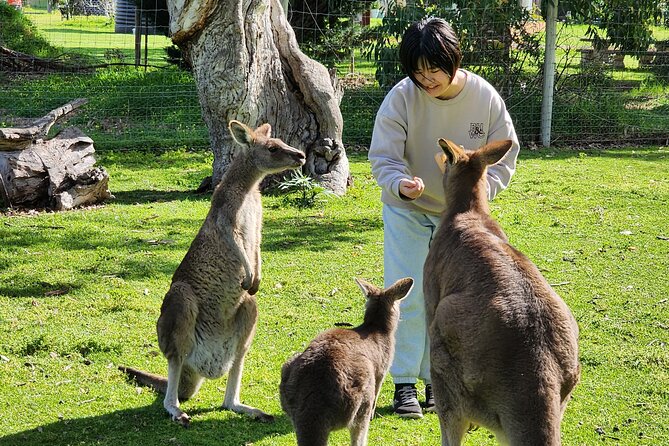 Premium Adelaide Hills Cleland Wildlife and Hahndorf Minibus Tour - Key points to know before booking