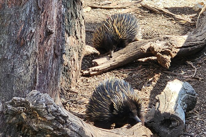 Premium Adelaide Hills Cleland Wildlife and Hahndorf Minibus Tour - Melba’s adds a sweet stop