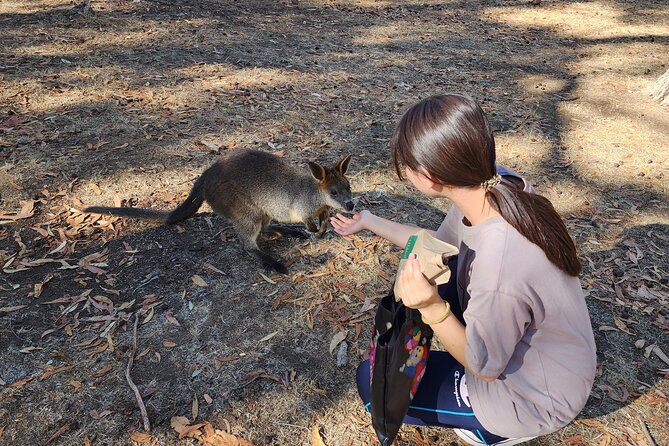 Premium Adelaide Hills Cleland Wildlife and Hahndorf Minibus Tour - What the $179.31 price really covers