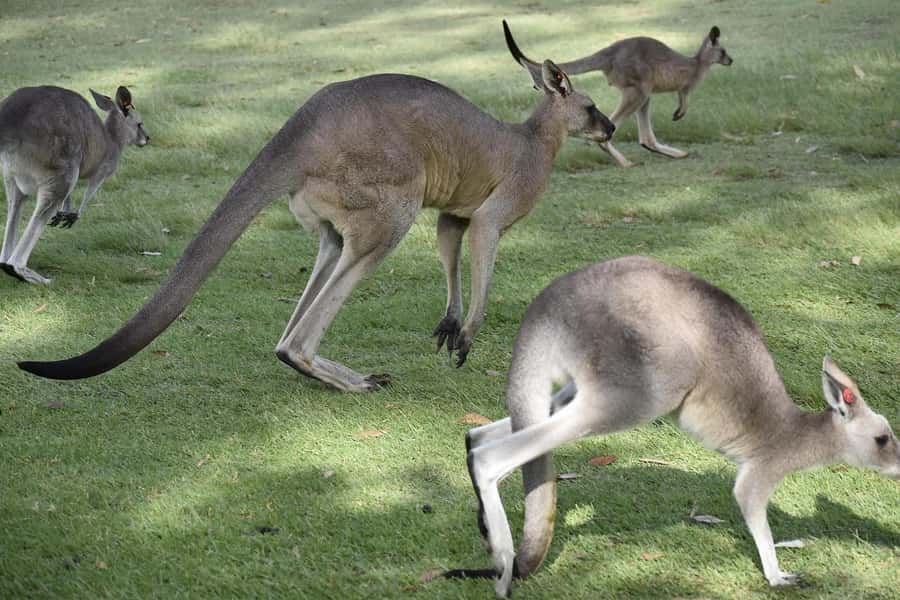 PREMIUM Great Ocean RD Tour REVRS-Luxry SML GRP-Hotel PickUP - Razorback, Gibson Steps, and Loch Ard Gorge