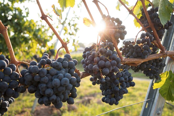 Premium Hunter Valley Wine Tour with Lunch from Sydney - Cheese and wine, then chocolate and wine