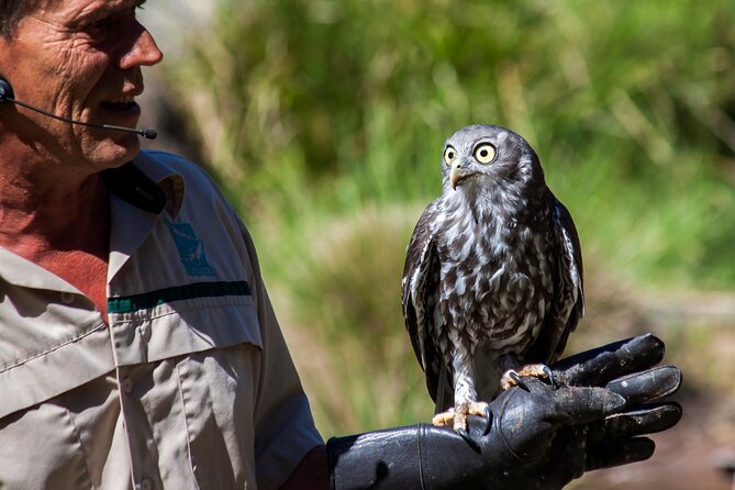Puffing Billy And Healesville Sanctuary Scenic Tour - Puffing Billy: the reason most people choose this tour