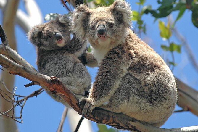 Puffing Billy And Healesville Sanctuary Scenic Tour - Healesville Sanctuary is the other major highlight