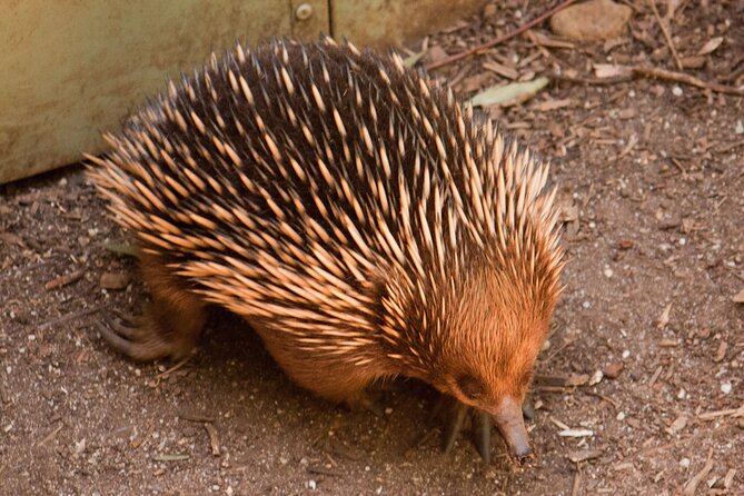 Puffing Billy And Healesville Sanctuary Scenic Tour - How the timing feels across eight hours