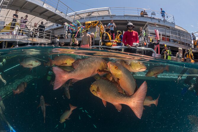 Quicksilver Great Barrier Reef Snorkel Cruise from Port Douglas - Quick facts before you book