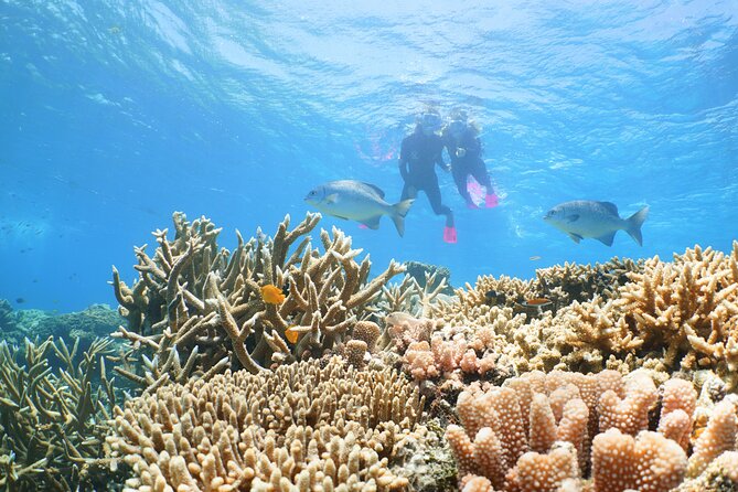 Quicksilver Great Barrier Reef Snorkel Cruise from Port Douglas - Semi-submersible viewing and the underwater observatory