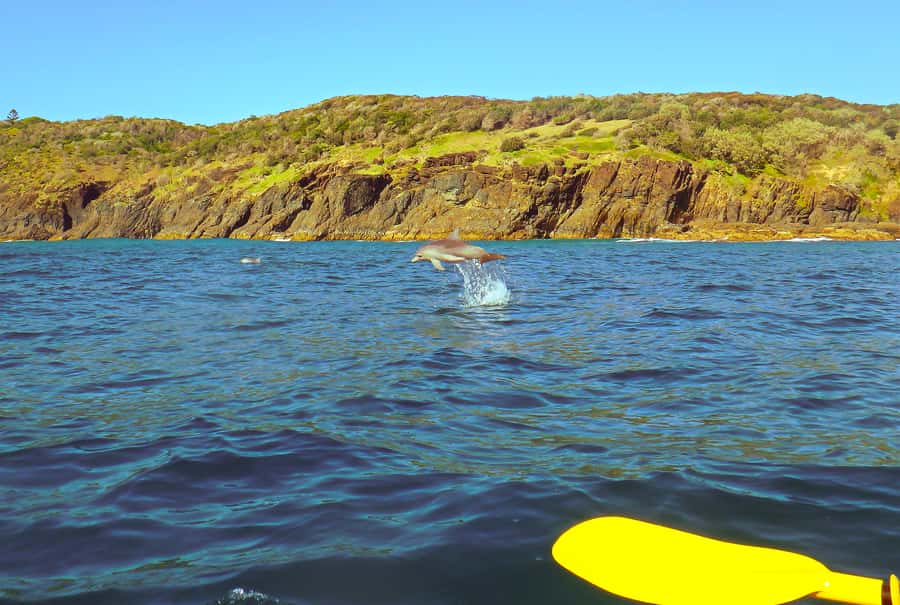 Rainbow Beach: Kayaking with Dolphins and Beach 4WD Tour - The Great Sandy National Park 4WD ride
