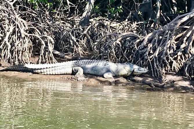 River Cruise - Making the most of crocodile season