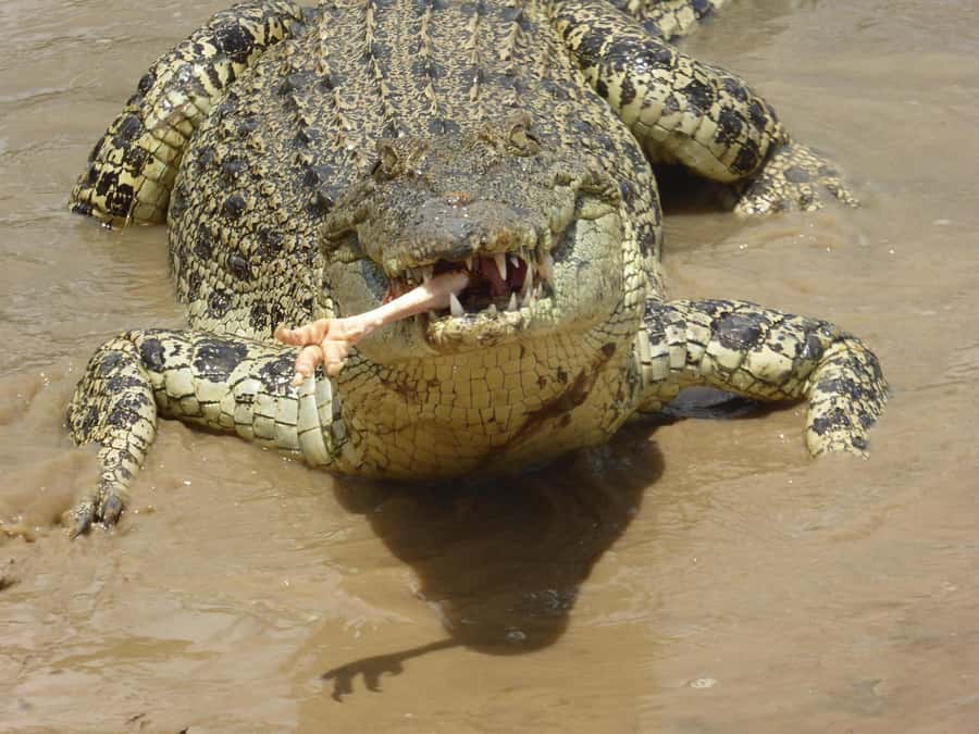Rockhampton: Koorana Crocodile Farm Guided Tour - Why this farm visit is more than a photo stop