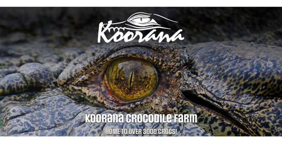 Rockhampton: Koorana Crocodile Farm Guided Tour - The crocodile behavior video adds useful context