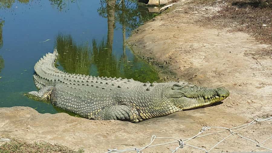 Rockhampton: Koorana Crocodile Farm Guided Tour - The opening talk sets the tone