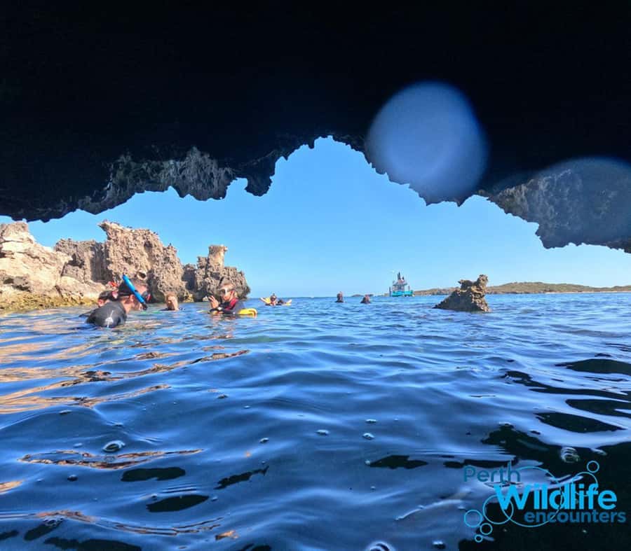 Rockingham: 3 Island Wildlife Snorkeling Cruise with Lunch - Key points to know before booking