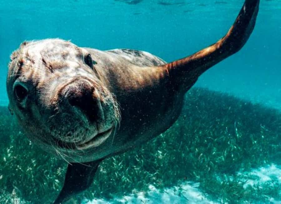 Rockingham: 3 Island Wildlife Snorkeling Cruise with Lunch - What this Rockingham cruise is really about