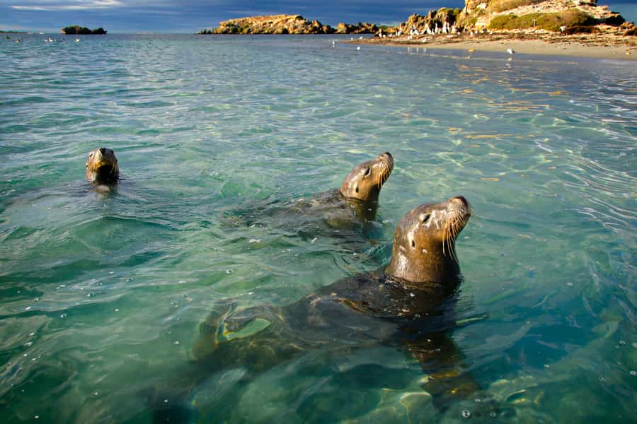 Rockingham: 3 Island Wildlife Snorkeling Cruise with Lunch - Cruising through the Shoalwater Islands Marine Park