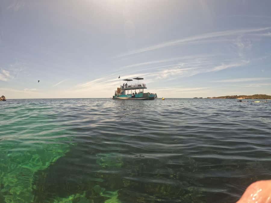 Rockingham: 3 Island Wildlife Snorkeling Cruise with Lunch - Seal Island and the main wildlife moment