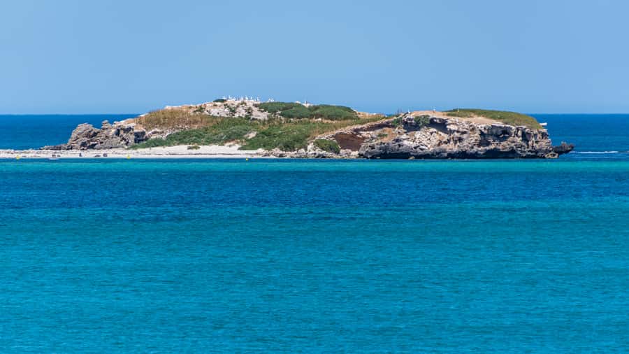 Rockingham: 3 Island Wildlife Snorkeling Cruise with Lunch - Snorkeling near Penguin, Seal, and Bird Islands