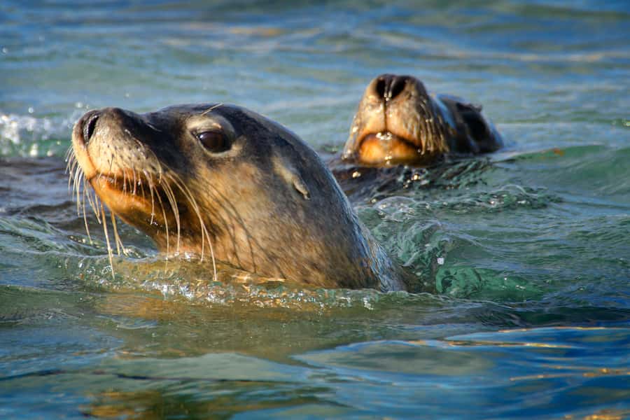 Rockingham: 3 Island Wildlife Snorkeling Cruise with Lunch - Meeting at Penguin Island Visitor Center
