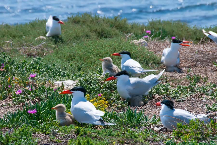 Rockingham: Shoalwater Islands, Dolphins, and Sea Lions Tour - Key points at a glance