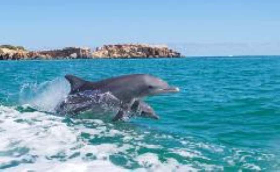 Rockingham: Shoalwater Islands, Dolphins, and Sea Lions Tour - A short cruise with a lot to watch