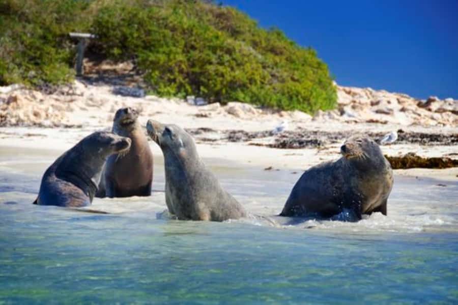 Rockingham: Shoalwater Islands, Dolphins, and Sea Lions Tour - Penguin Island, Seal Island, and Bird Island