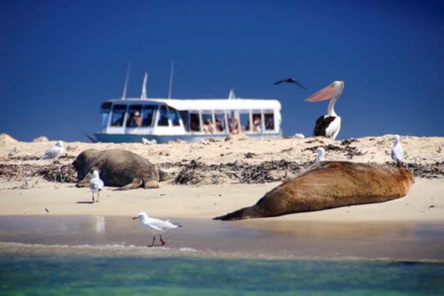 Rockingham: Shoalwater Islands, Dolphins, and Sea Lions Tour - Wind, heat, and comfort on board