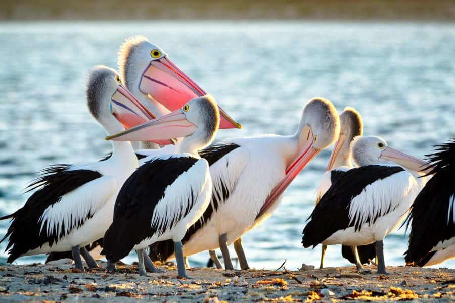 Rockingham: Shoalwater Islands, Dolphins, and Sea Lions Tour - Best for families, first-time visitors, and wildlife fans