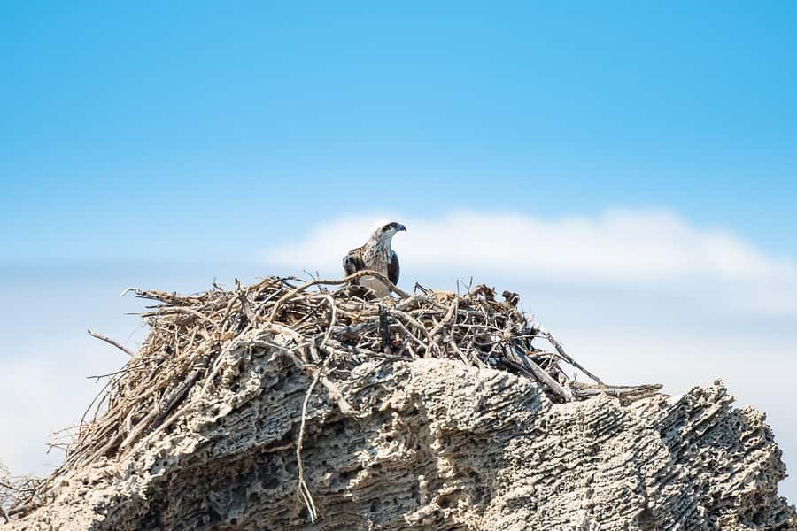 Rockingham: Shoalwater Islands, Dolphins, and Sea Lions Tour - Booking, cancellation, and small practical details