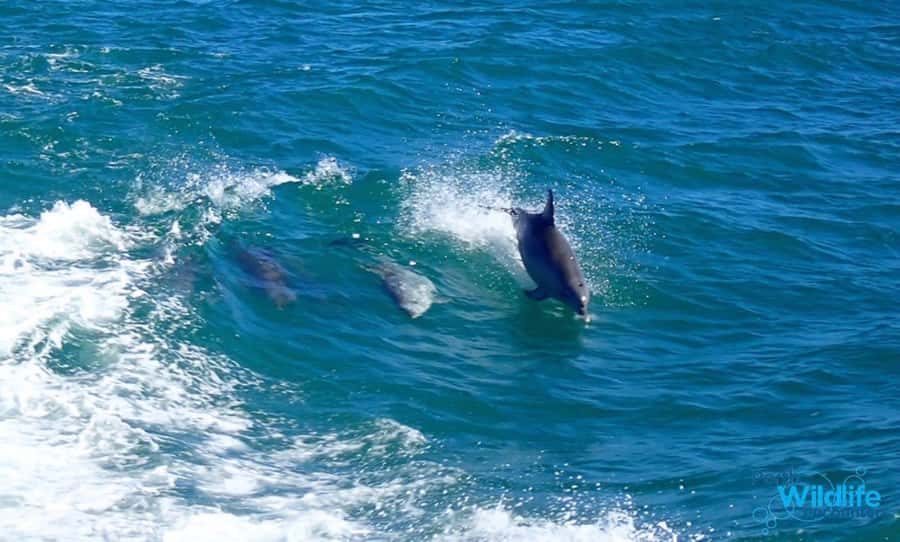 Rockingham: Shoalwater Islands, Dolphins, and Sea Lions Tour - Check in at Penguin Island before boarding