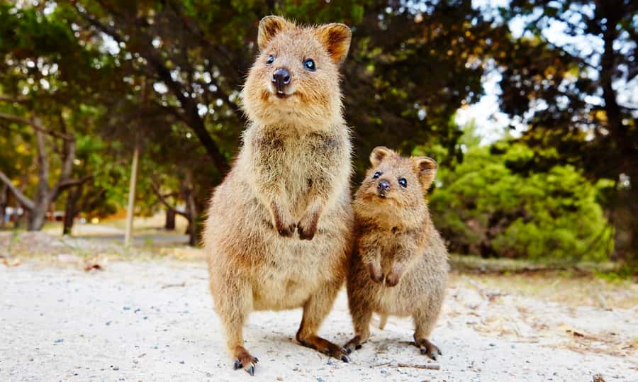 Rottnest Island Segway 1-Hour Settlement Tour - Key points at a glance