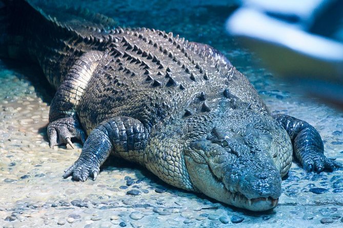 SEA LIFE Melbourne Aquarium Admission Ticket - Coral Atoll and Rainforest Adventure