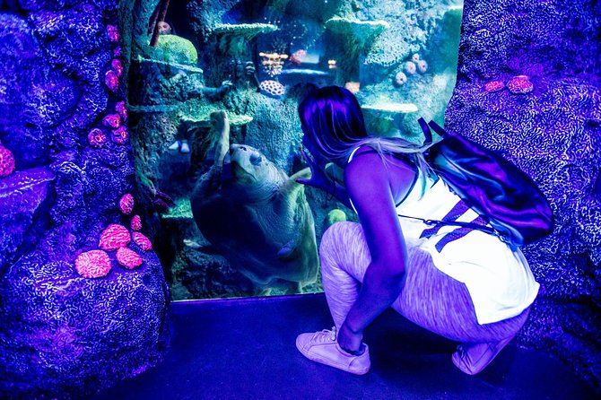 SEA LIFE Sydney Aquarium Entrance Ticket - What SEA LIFE Sydney Aquarium is really like