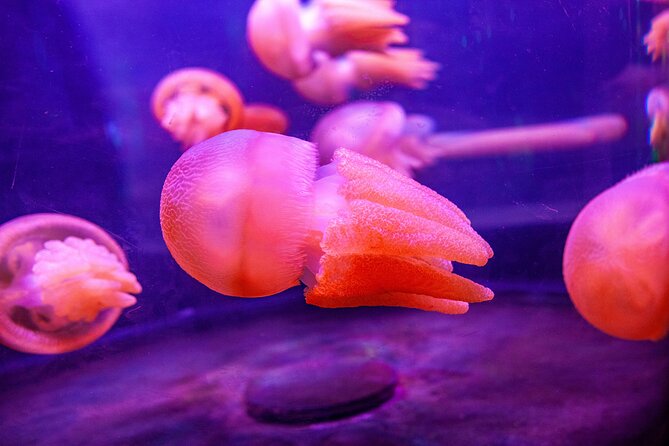 SEA LIFE Sydney Aquarium Entrance Ticket - Shark Valley is the crowd favorite