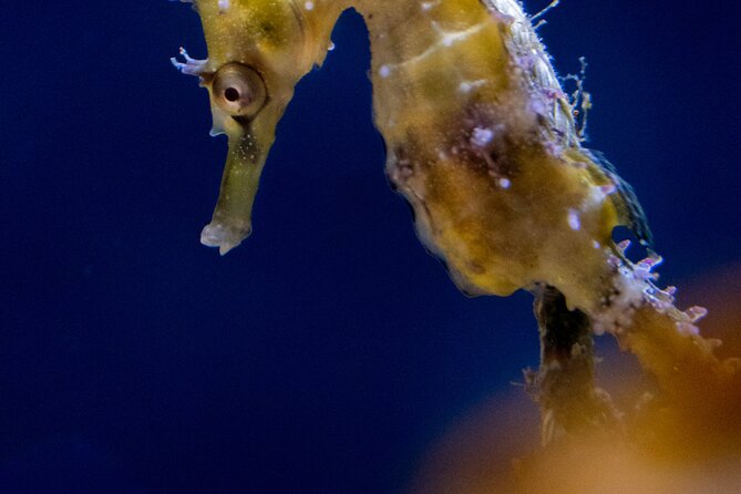 SEA LIFE Sydney Aquarium Entrance Ticket - How much time should you allow?