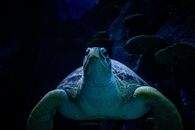 SEA LIFE Sydney Aquarium Entrance Ticket - When crowds help or hurt