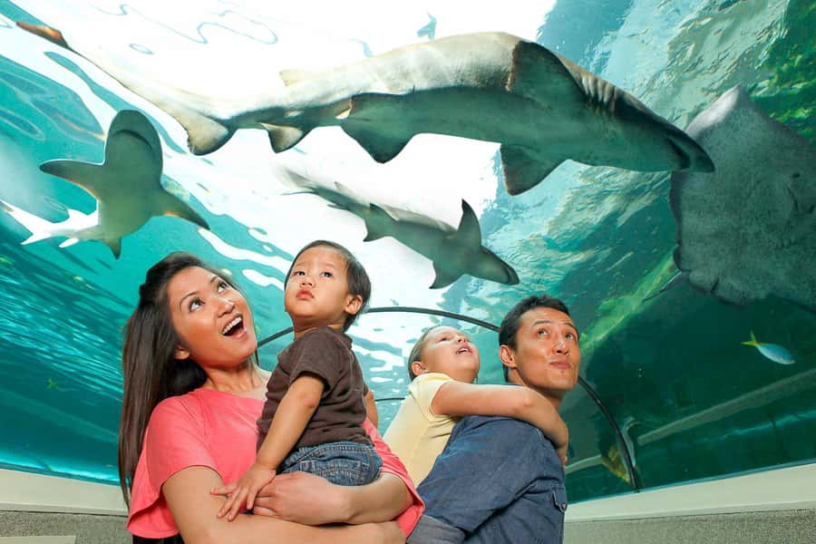SEA LIFE Sydney Aquarium Entry Ticket - Five things to know before you go