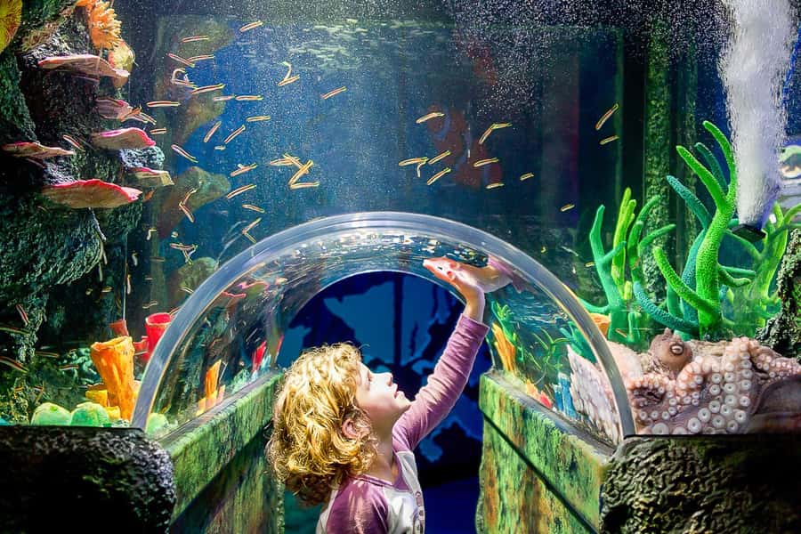 SEA LIFE Sydney Aquarium Entry Ticket - Arriving at Darling Harbour from Sydney’s CBD