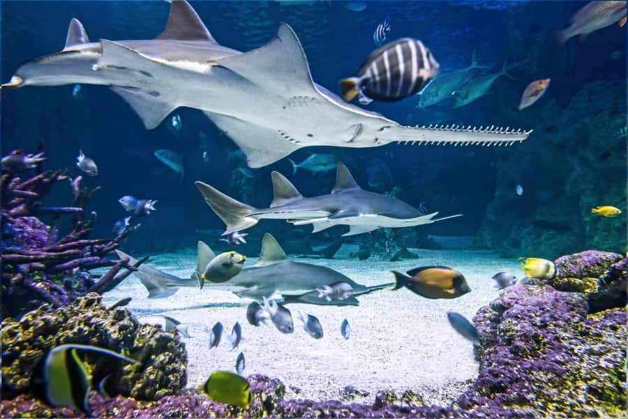 SEA LIFE Sydney Aquarium Entry Ticket - Sharks, stingrays, and turtles fill the underwater walk