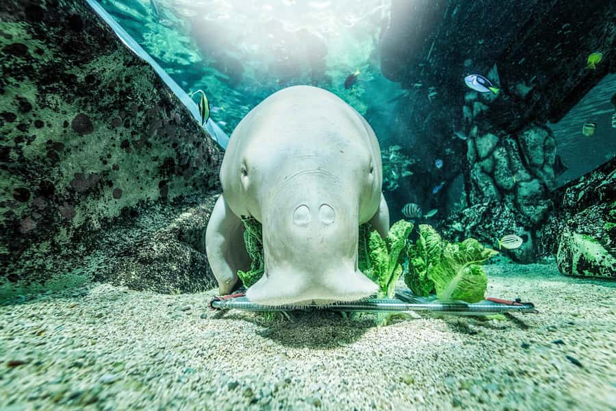SEA LIFE Sydney Aquarium Entry Ticket - Pig the dugong gives the aquarium its personality